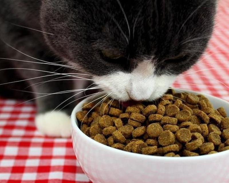 猫粮放置过久不吃会有什么后果？