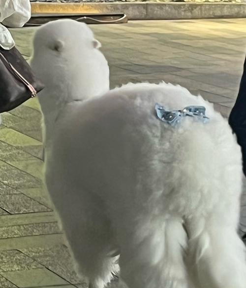 拍羊驼屁股会怎么样？这种行为对羊驼有何影响？