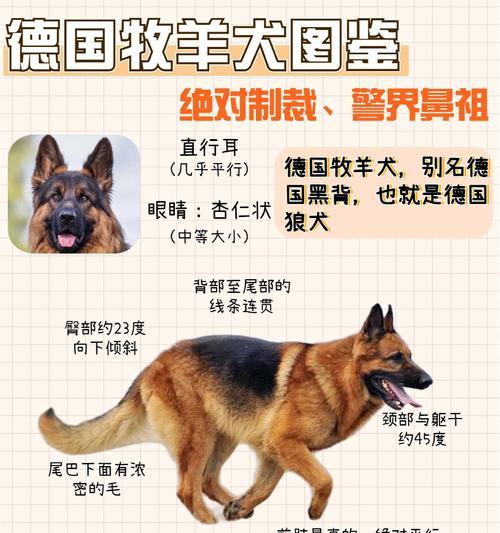 武清德牧成犬售价是多少？