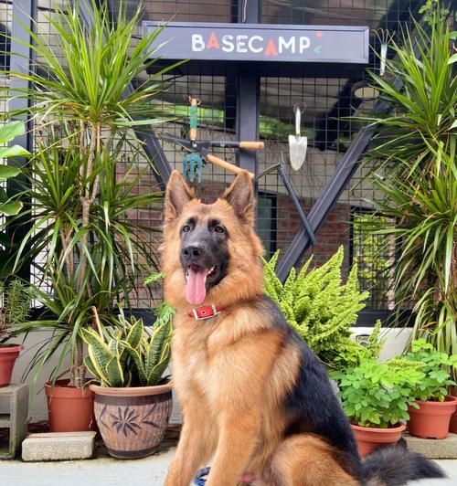 武清德牧成犬售价是多少？