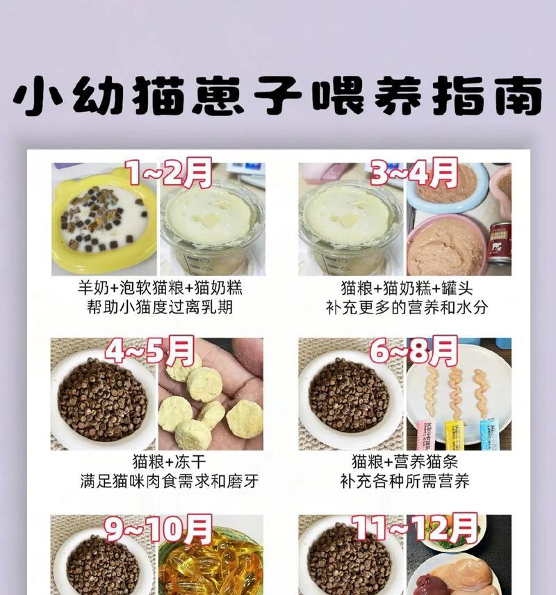 幼猫可以开始喂养猫粮吗？如何正确喂食幼猫猫粮？