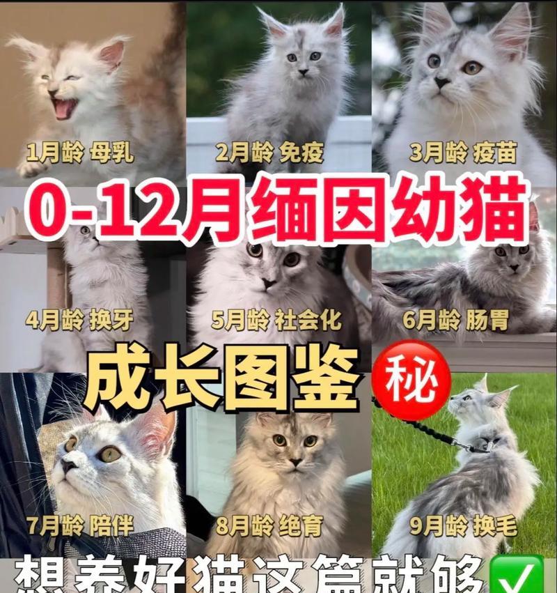 缅因猫喂养时哪种猫粮更合适？