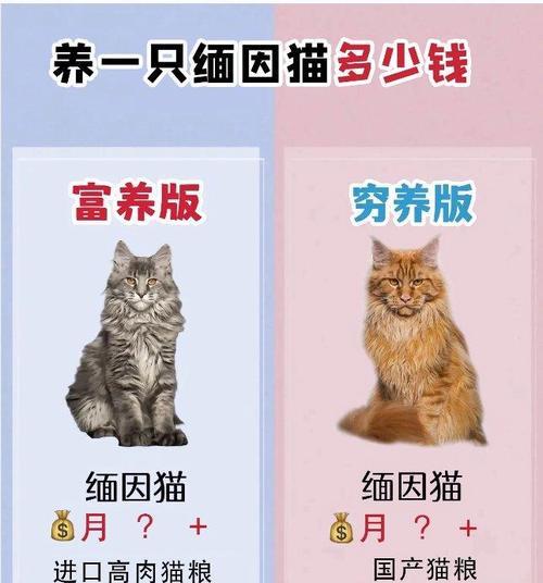 缅因猫喂养时哪种猫粮更合适？