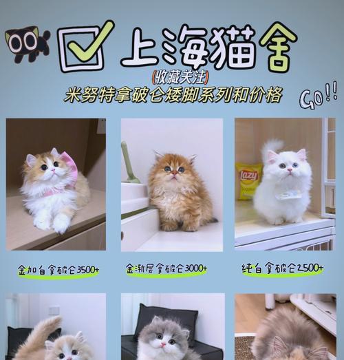 矮脚猫粮怎么喂？拿破仑品牌有何特别推荐？