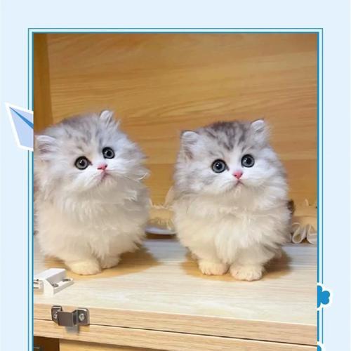 矮脚猫粮怎么喂？拿破仑品牌有何特别推荐？