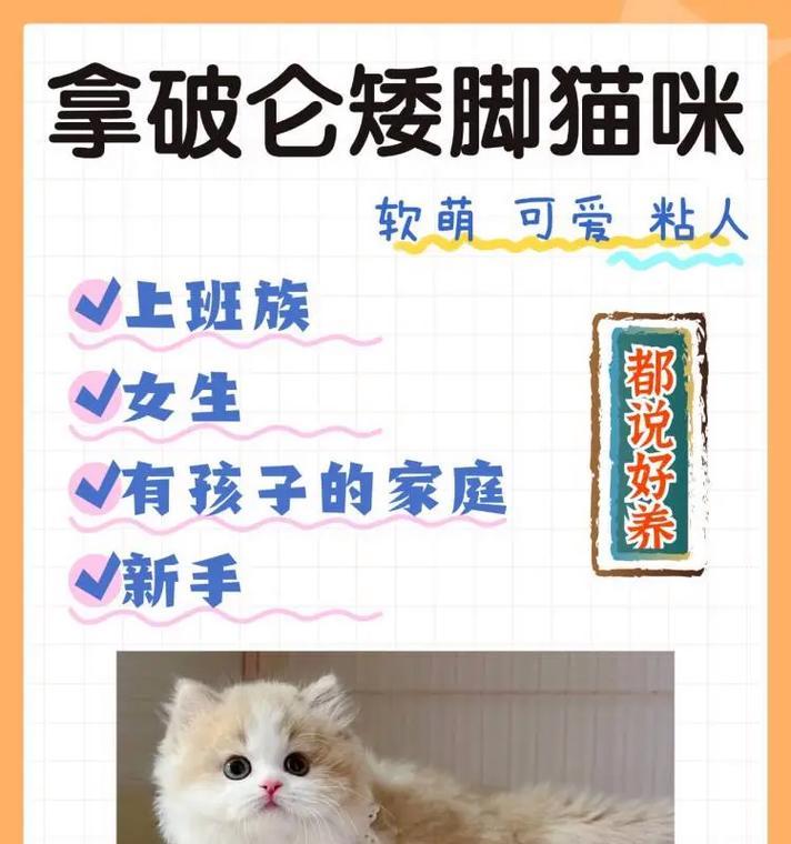 矮脚猫粮怎么喂？拿破仑品牌有何特别推荐？