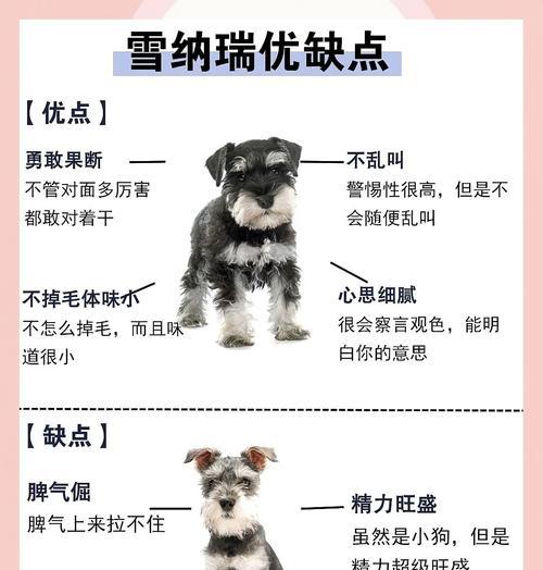 成年雪纳瑞需要多久时间？成年雪纳瑞的养护要点是什么？