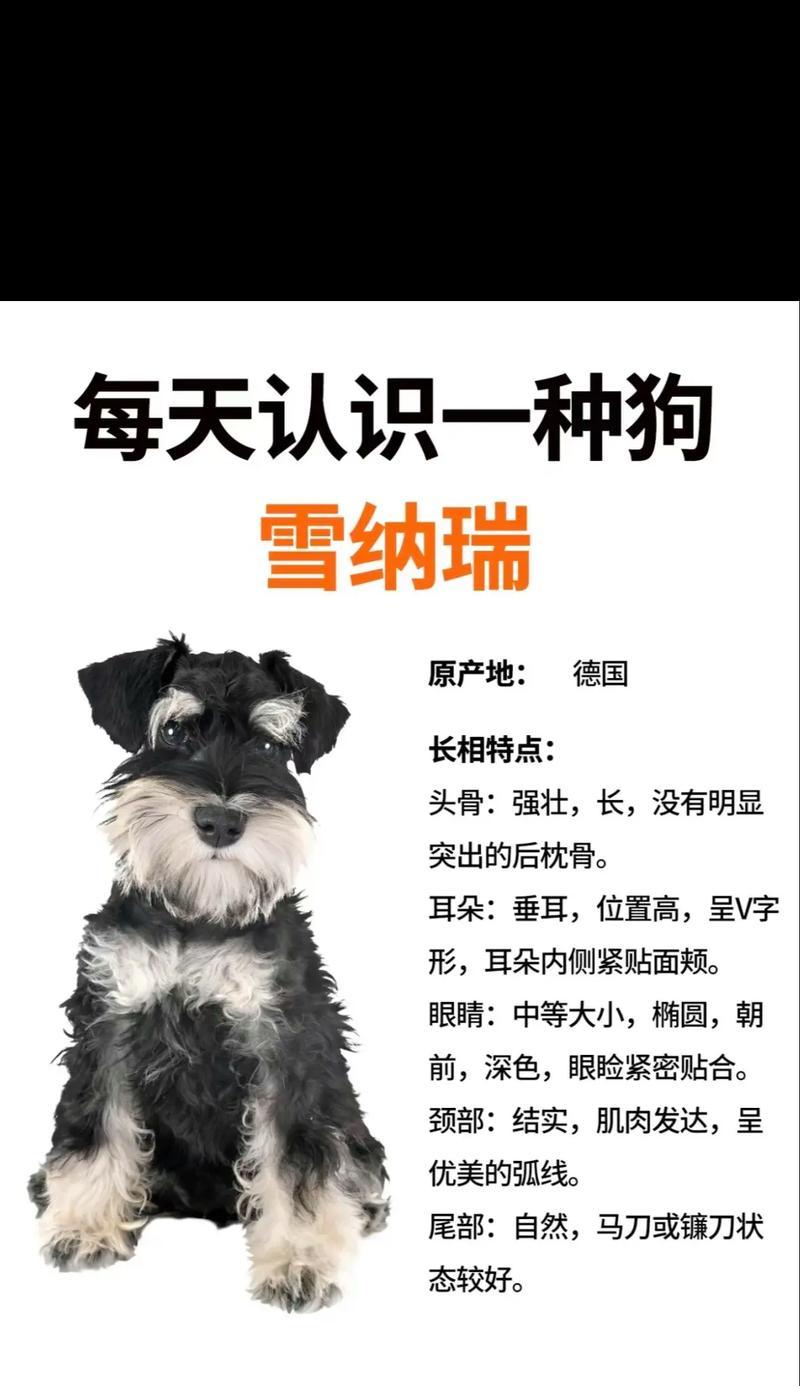 雪纳瑞家庭美容一次多少钱？