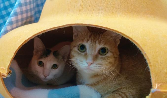 猫舔猫粮声音嘶哑了怎么回事？这是否预示着健康问题？