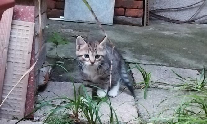猫舔猫粮声音嘶哑了怎么回事？这是否预示着健康问题？