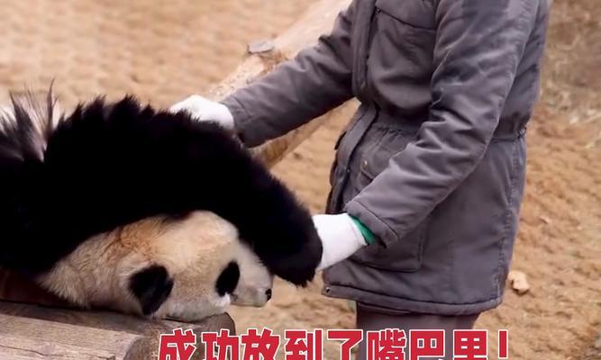 骑羊驼的刘辉是谁？他有什么特别的故事吗？