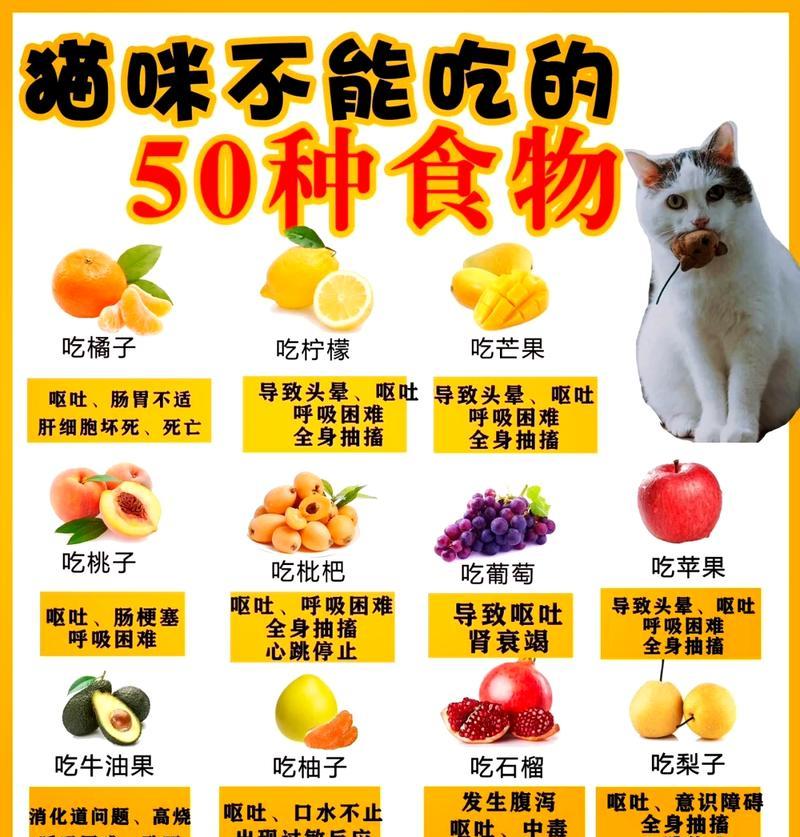 猫咪消化不良时应选择什么食物？