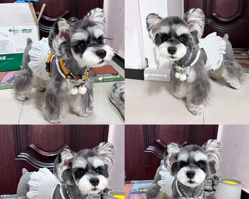 沈阳雪纳瑞配狗多少钱？雪纳瑞配种需要注意什么？