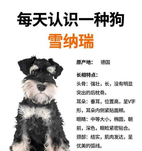 沈阳雪纳瑞配狗多少钱？雪纳瑞配种需要注意什么？