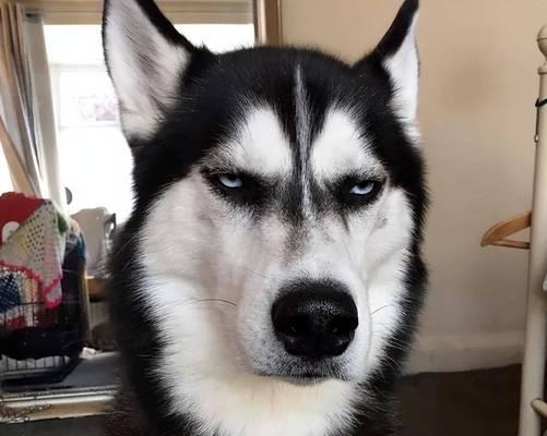 哈士奇在俄罗斯为何被视为危险物种？