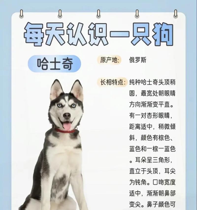 哈士奇在俄罗斯为何被视为危险物种？