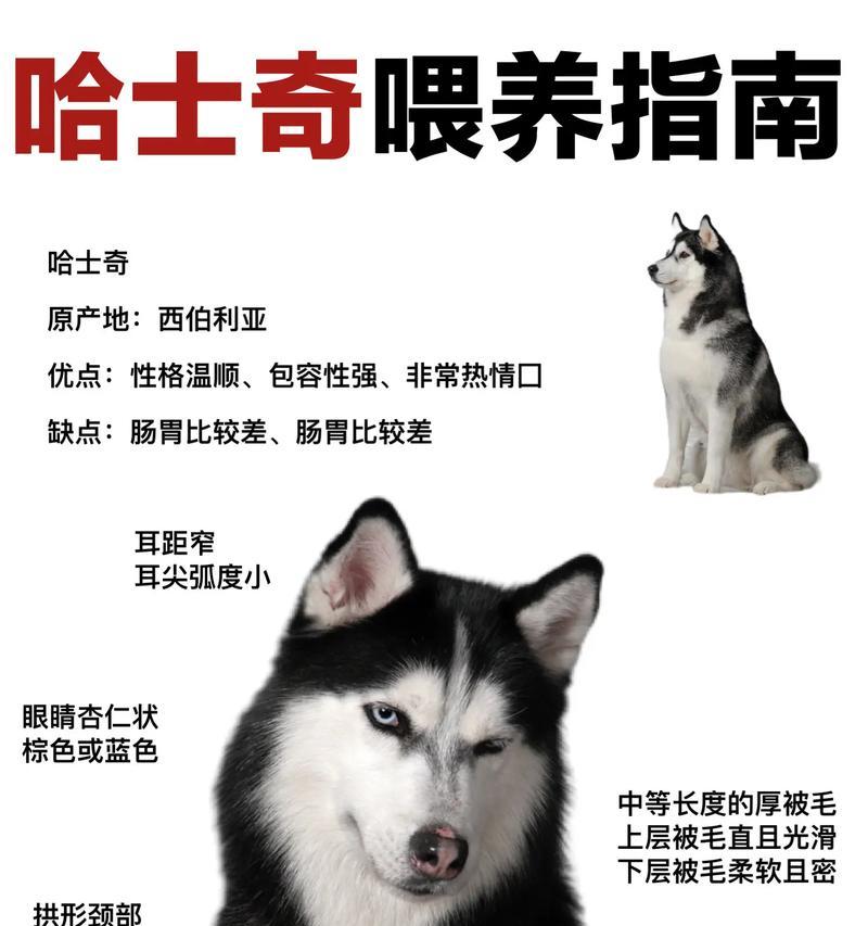 哈士奇在俄罗斯为何被视为危险物种？