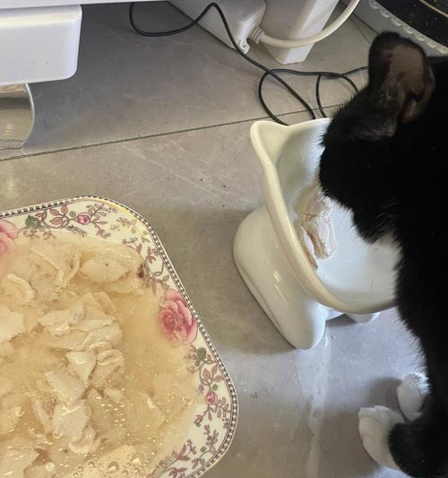 三个月猫吃鸡胸肉多少克猫粮正常吗？如何平衡营养摄入？