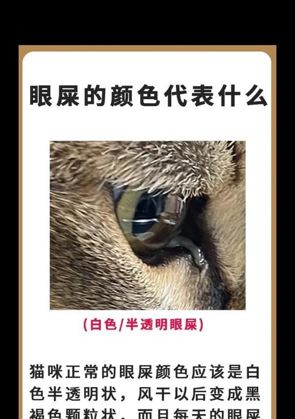 幼猫吃猫粮后留下眼屎是什么原因？