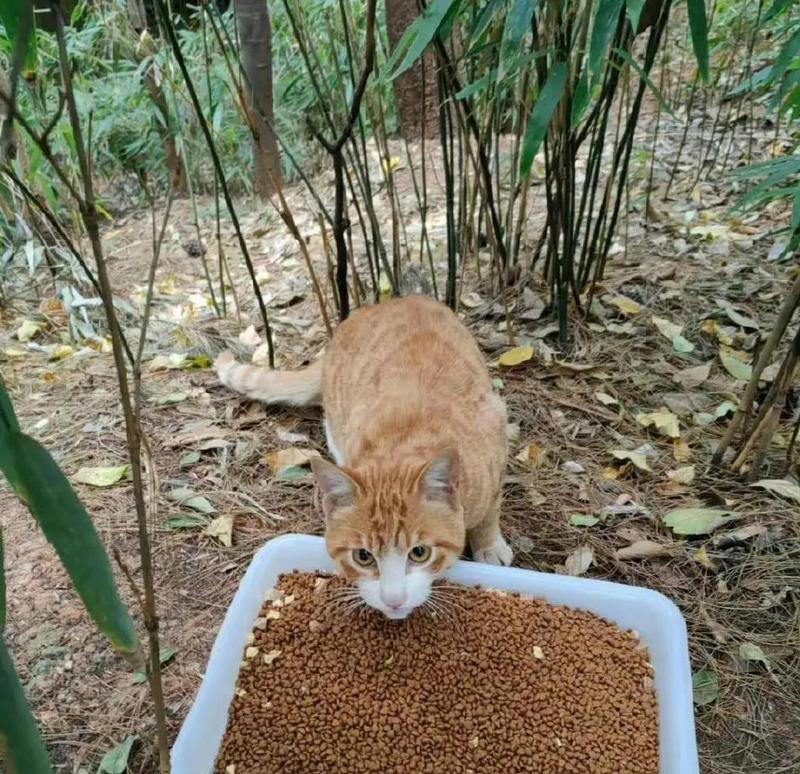 流浪猫为何闻到猫粮就跑来跑去？如何安全喂食流浪猫？