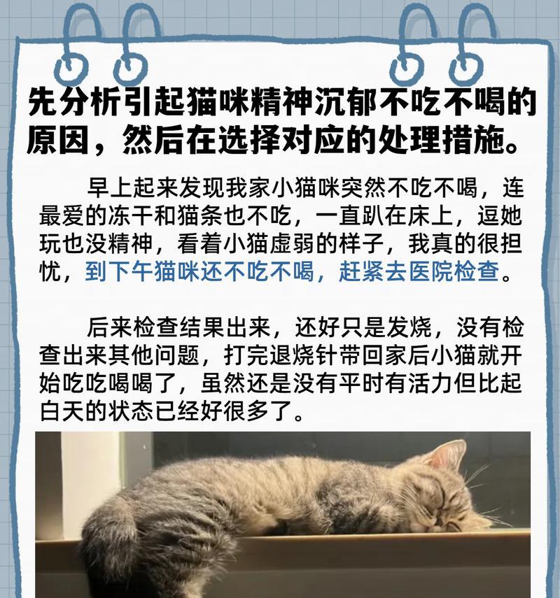 猫咪两天不进食但精神良好怎么办？是否需要强制喂食？
