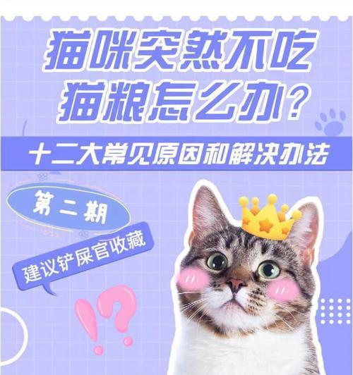 猫妈生产后不吃猫粮怎么办？如何喂养？