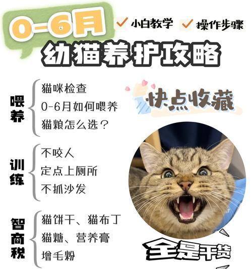 猫妈生产后不吃猫粮怎么办？如何喂养？