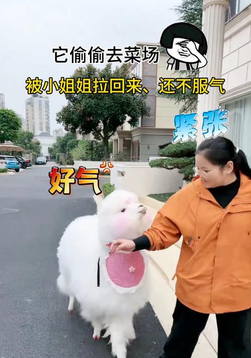 羊驼吃水果辣椒会致命吗？原因是什么？