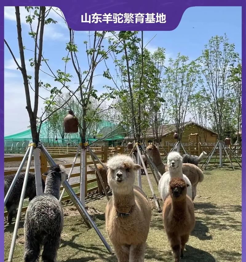 羊驼是如何挑战拳王的？