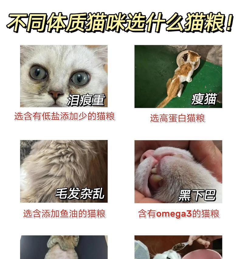 猫咪更偏爱鱼还是猫粮？