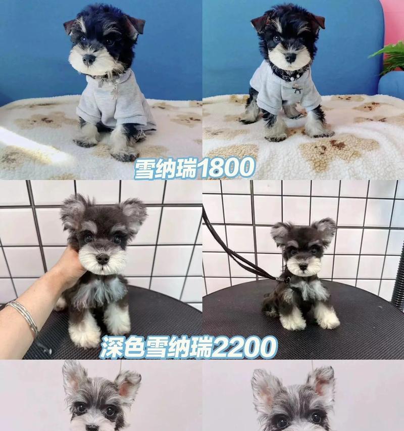 超纯种雪纳瑞的价格是多少？