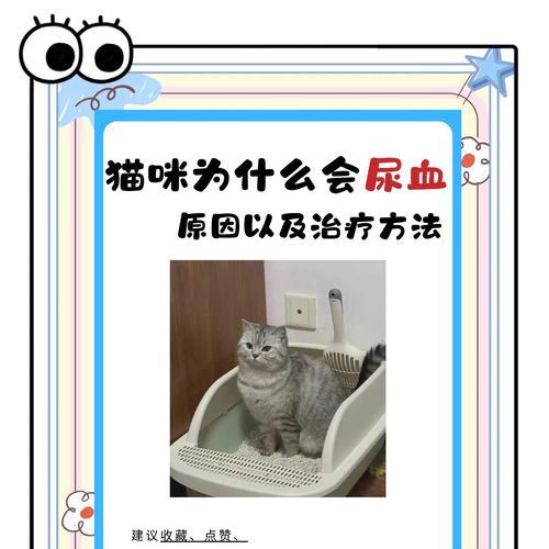幼猫食用猫粮后拉血便的原因是什么？应如何处理？