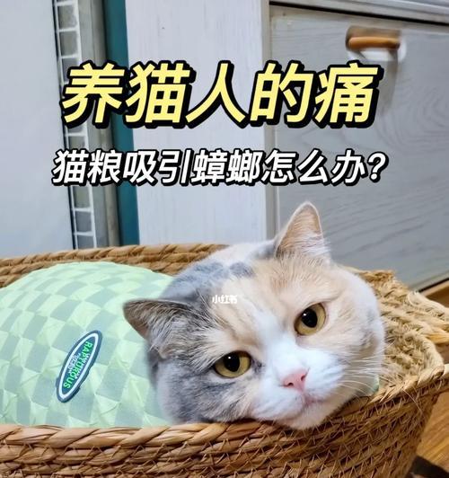 晚上留猫粮会吸引蟑螂吗？如何防止？