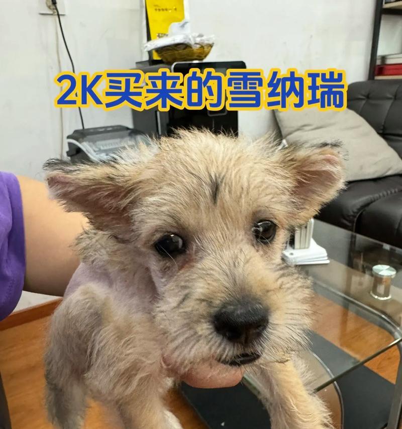 迷你雪纳瑞价格是多少？购买时应注意哪些事项？