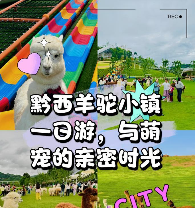 羊驼为何对人类如此亲近？羊驼与人类的互动有哪些特点？