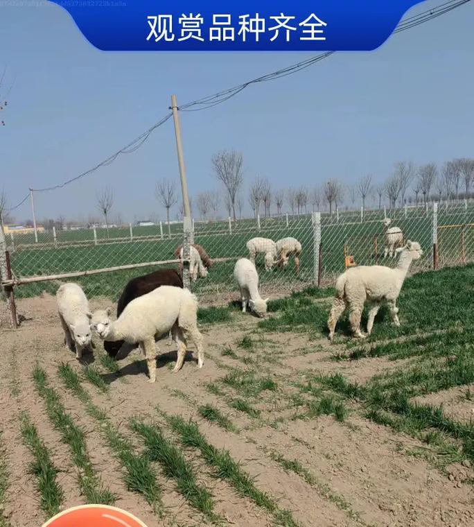 购买羊驼宠物的流程是怎样的？