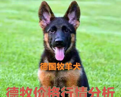 惠州德牧幼崽价格多少钱一只？购买德牧幼崽的预算范围？