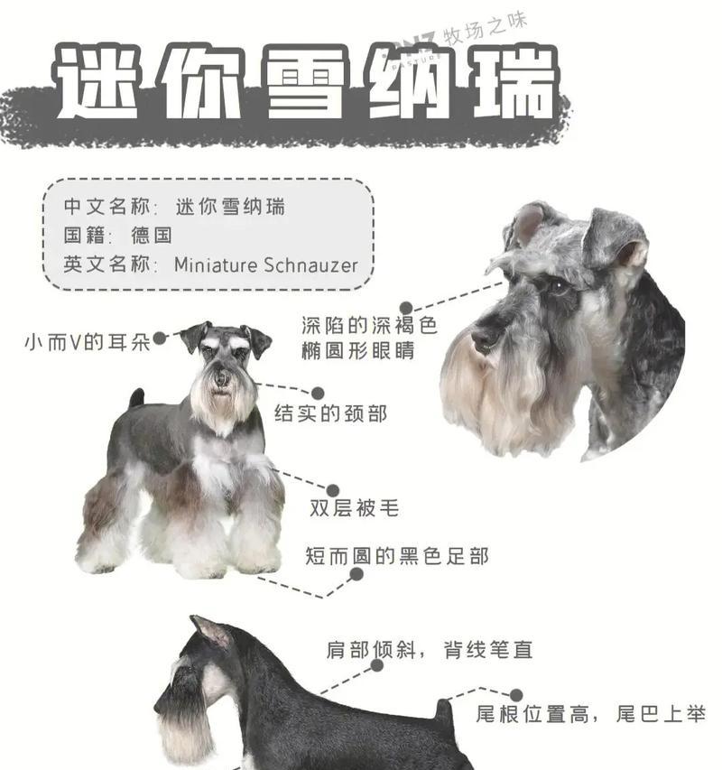 雪纳瑞的平均寿命是多少年？