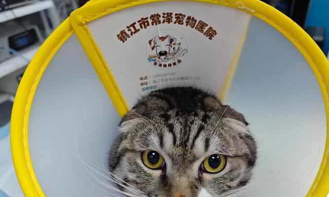 猫粮会导致猫咪折耳吗？