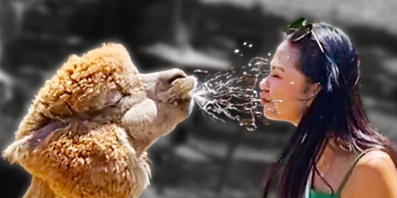 羊驼吐口水的行为有何含义？