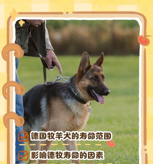 迷你德牧寿命多长？如何延长宠物寿命？