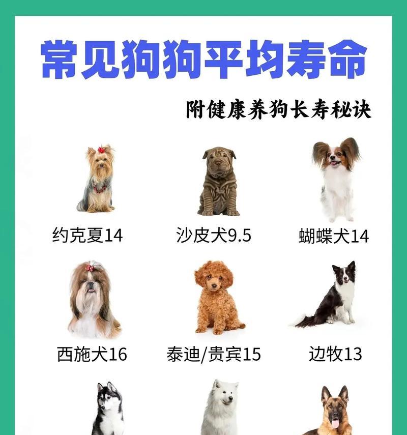 迷你德牧寿命多长？如何延长宠物寿命？