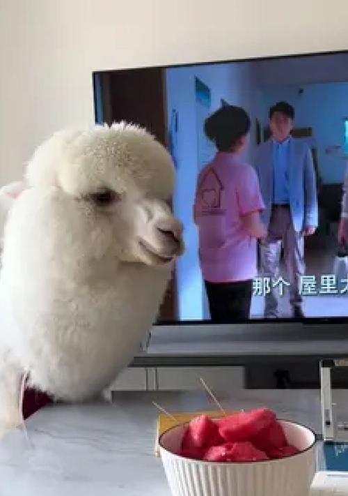 羊驼的搞笑行为有哪些？