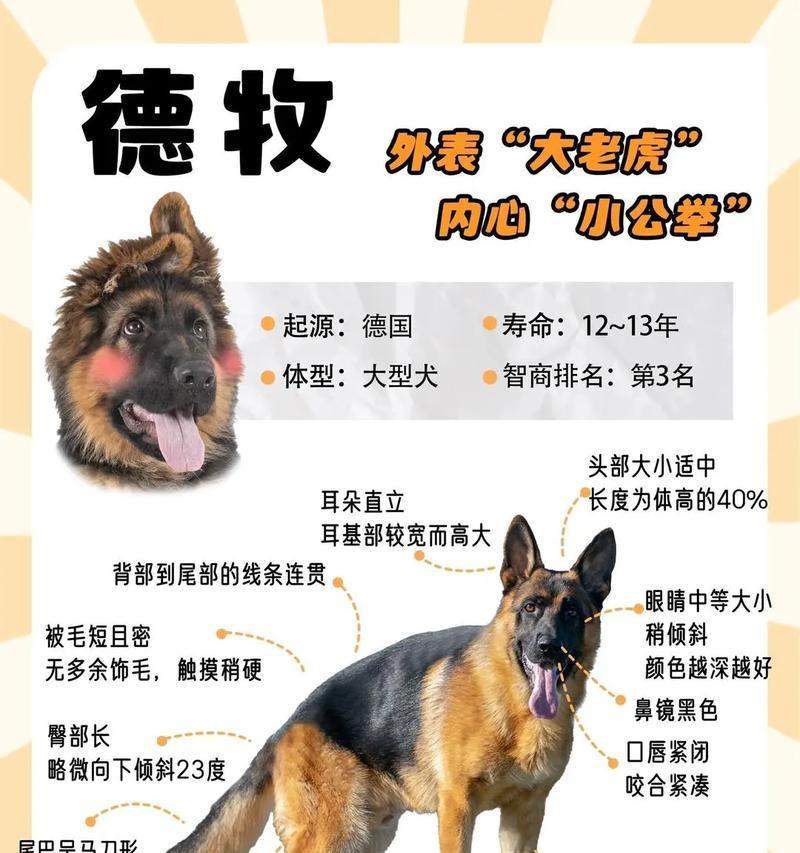 德牧幼犬10斤需要几个月？体重增长速度如何？