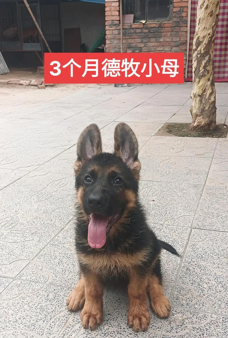 德牧幼犬10斤需要几个月？体重增长速度如何？