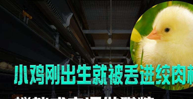 猫粮是否真的用小鸡制作？背后的原因是什么？
