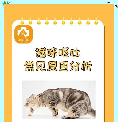 猫粮放粮器工作时声音大吗？探究放粮器噪音产生的原因。