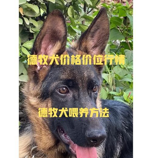 黄色德牧母狗配种费用是多少？