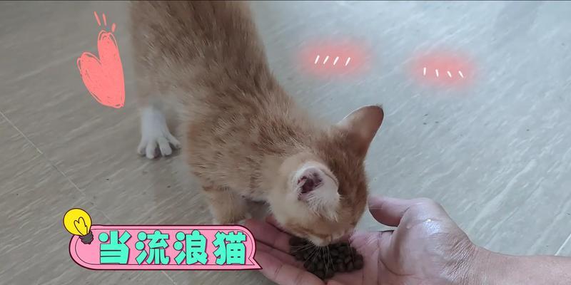 流浪猫可以吃0元猫粮吗？这样的猫粮对它们有什么影响？
