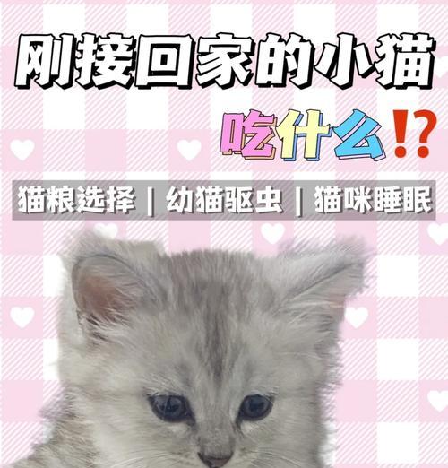 一岁小猫的猫粮选择和喂养建议是什么？